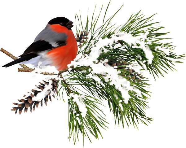 Antspaudų gamyba, antspaudai TRODAT